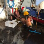 Tri des Sargasses en fin de journée