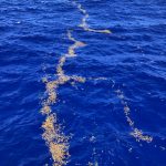 Seuls de minces filaments sont présents