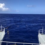 Peu de Sargasse devant le bateau