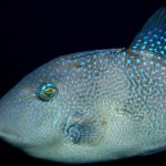 Baliste commun (Baliste capriscus)