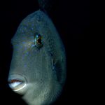 Portrait du baliste commun (Baliste capriscus)