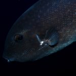 Baliste rude (Canthidermis maculata)