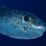 Bourse loulou (Aluterus monoceros)