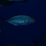 Carangue coubali (Caranx crysos)