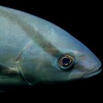 Sériole limon (Seriola rivoliana)