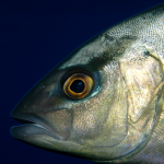 Sériole limon (Seriola rivoliana)