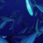 Comète saumon (Elagatis bipinnulata)