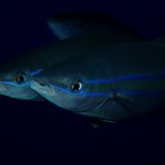 Portraits de comète saumon (Elagatis bipinnulata)