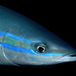 Zoom sur une comète saumon (Elagatis bipinnulata)