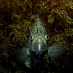 Croupia roche de face (Lobotes surinamensis)