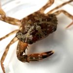 Crabe récupéré dans les prélèvements