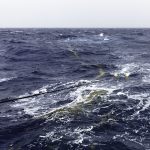 Prélevement des Sargasses au filet Manta