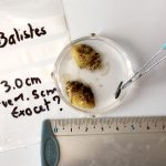 Le trio infernal, 2 balistes et un exocet !