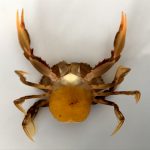 Crabe portant ses oeufs