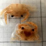 Tout petits crabes à identifier sur papier millimétré