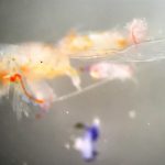 Détection de miscroplastique au microscope binoculaire