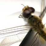 Encore une passagère clandestine qui profite du bateau pour se reposer !