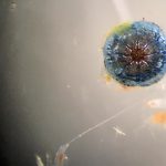 Juvénile de méduse non identifié