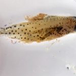 Encore ... une larve de poisson !