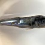 Nouvelle larve de poisson