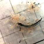 Larve de poisson et microplancton au microscope binoculaire