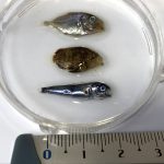 Définitivement larve, la taille est très petite !