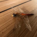 Passager clandestin échoué sur le pont du navire