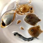 Quelques habitants des radeaux de Sargasses, à l'état larvaire ou pas !