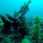 Sargasses benthiques et éponge barrique