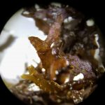 Zoom sur la sargasse benthique, au microscope