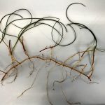 Plante marine Syringodium