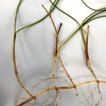 Zoom sur les Syringodium