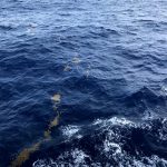 Une fine trainée de Sargasses