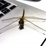 Une libellule rend visite à nos scientifiques en plein travail