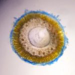 Méduse Porpita (1cm de diamètre)