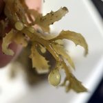 Zoom sur nos premières Sargasses