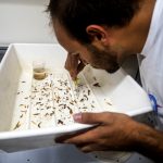 Dorian trie minutieusement des crevettes et des gastéropodes, assez petits !!