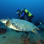 Hubert nageant à côté d'une tortue