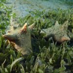 Lambis, un mollusque gastéropode, dans un herbier d'Halophila