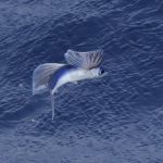 Un poisson volant, bien vivant cette fois !