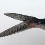 Queue asymétrique du poisson volant