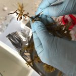 Sophie en train de gratter les Sargasses pour en isoler les bactéries