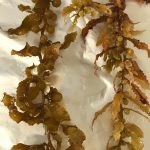 A gauche une Sargasse benthique, à droite une Sargasse pélagique !