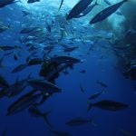 Ballet de comètes saumons