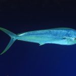 Coryphène en pleine eau