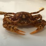 Crabe Portunus sayi