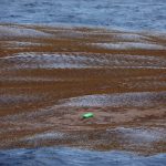 Plastique s'accumulant dans les radeaux de Sargasses