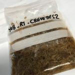 Echantillon de crevettes de la journée !!