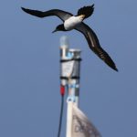 Fou brun volant au dessus du Trios, qui mesure la réflectance