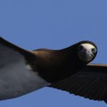 Fou brun, intrigué par, on ne sait quoi...